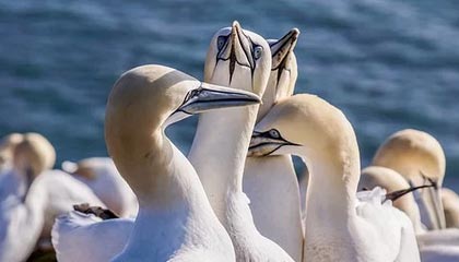 匈牙利选手出奇制胜，夺得桂冠