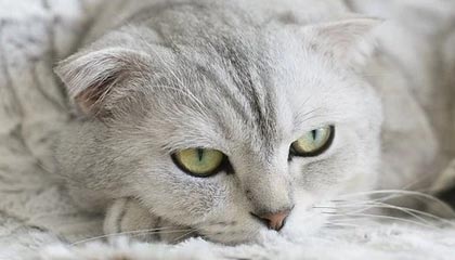 匈牙利选手出奇制胜，夺得桂冠