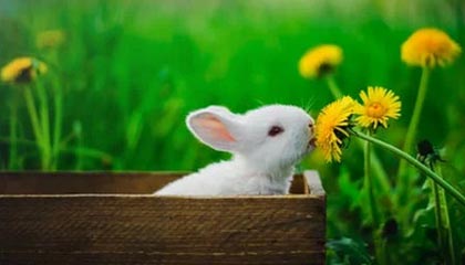 里昂客场力挫尼斯喜迎胜利眷顾